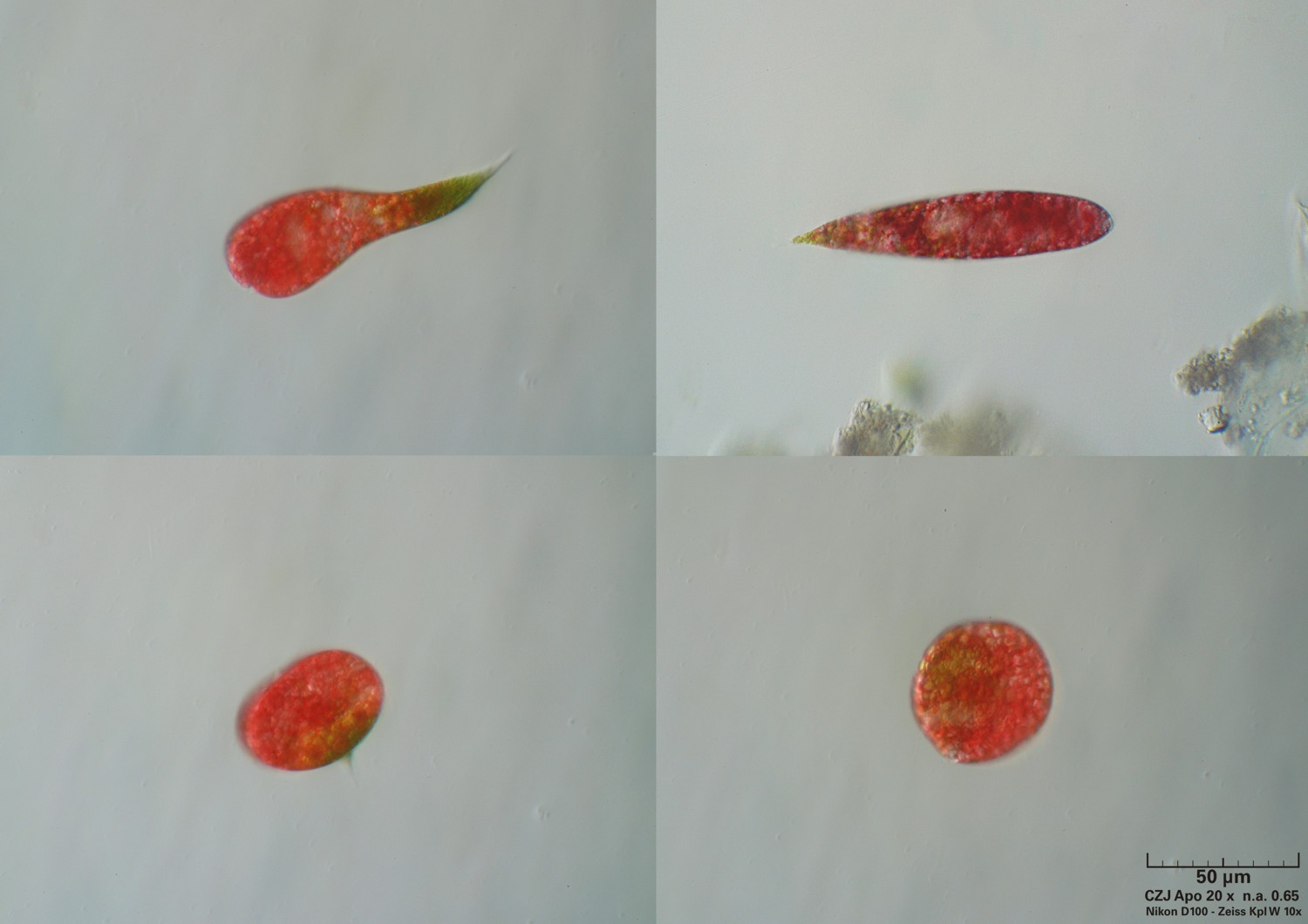 Euglena sanguinea